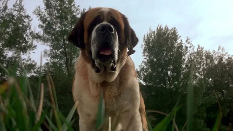 Stephen King’in Cujo Klasiği Netflix Tarafından Yenileniyor